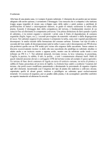 Alla base di una pianta sana, vi è sempre il giusto substrato