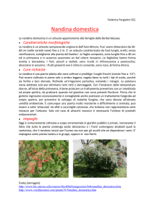 Nandina domestica - Liceo Daniele Crespi