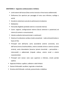 ANATOMIA 2 - e