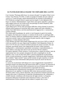 le patologie delle basse vie urinarie del gatto