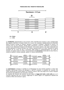 Fisiologia del tessuto muscolare