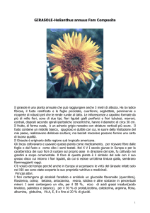 Girasole - di Carolina Bosco