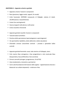 ANATOMIA 4 - e