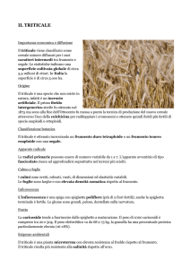 il triticale - Blog di dreamap