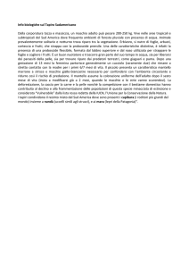 Info biologiche sul Tapiro Sudamericano
