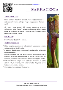 sarraccenia