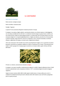 il castagno - liceo scientifico linguaglossa