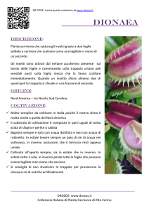Dionaea - Drosos.it