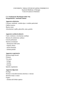 Anatomia-umana