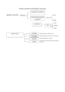 Schema riassuntivo dell app muscolare