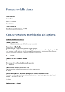 Forma del baccello