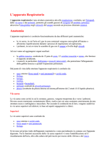 L`apparato Respiratorio