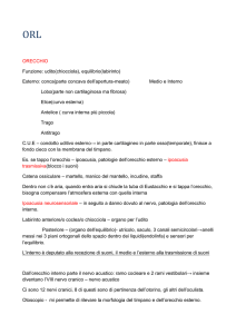 ORL ORECCHIO Funzione: udito(chiocciola), equilibrio(labirinto
