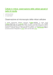 Cellule in mitosi
