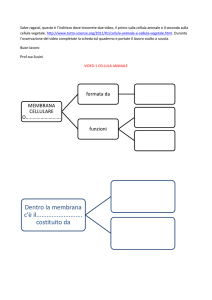 scheda per video cellula