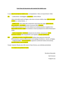 Punti chiave del documento sulle staminali del midollo osseo Ci