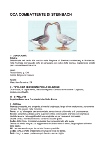 oca combattente di steinbach