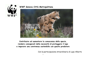 Il lupo è una specie protetta