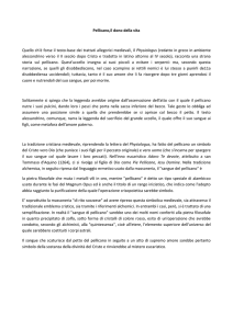 Il pellicano, dono di una vitanovità!