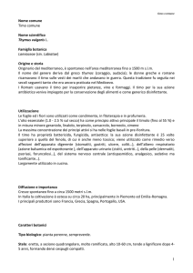 Timo comune