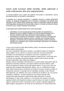 Adenotonsilliti e intervento