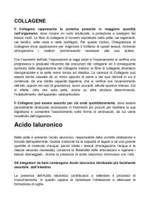 Il Collagene rappresenta la proteina presente in