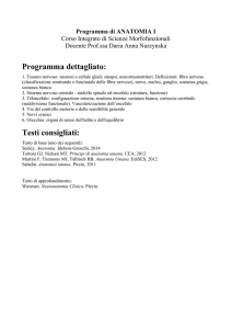 Anatomia