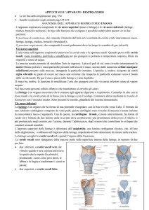 APPUNTI SULL`APPARATO RESPIRATORIO Le tre fasi della
