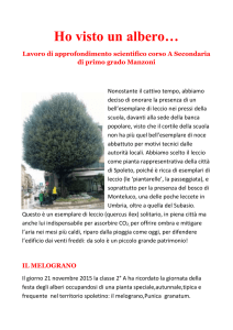 Ho visto un albero