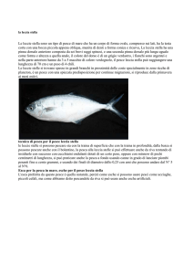articolo leccia stella