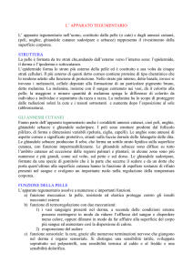 L* APPARATO TEGUMENTARIO