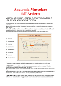 Anatomia Muscolare dell`Arciere