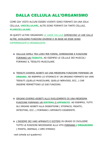 dalla cellula all`organismo, il corpo umano, lo scheletro.