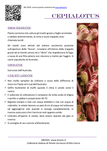 Cephalotus - Drosos.it