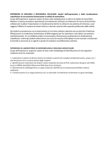 allegato - Liceo Scientifico Statale Einstein Milano