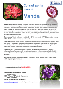 - Orchideengärtnerei Alois Putzer Floricoltura di orchidee