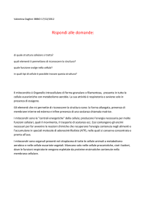 Valentina_Daghini_3BBIO_17
