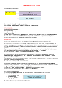 lez 12 - Anemia Infettiva Aviare