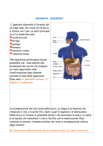 APPARATO DIGERENTE L`apparato digerente è formato dal un
