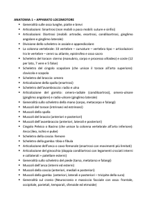 ANATOMIA 1bis - e