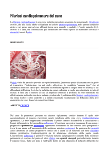 Filariosi cardiopolmonare del cane