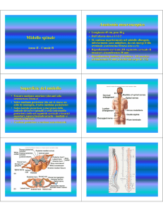 Midollo spinale Anatomia macroscopica Superficie