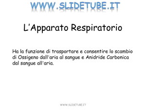 L`Apparato Respiratorio
