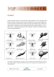 sul campo LE GALLE