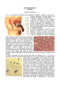 sist. ripr. maschile - Istituto Magistrale GB Vico