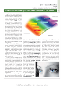 Trasmissioni delle immagini dalla retina al cervello