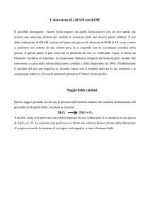 GRAM reazione con KOH e saggio catalasi