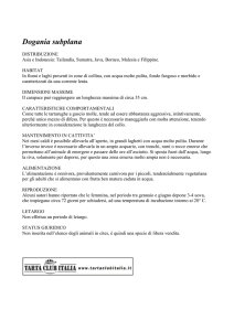 Dogania subplana - Tarta Club Italia