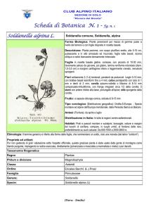 scheda n. 1 soldanella alpina