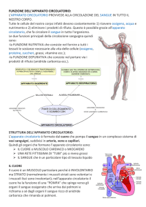 Apparato Circolatorio: Funzioni e Struttura